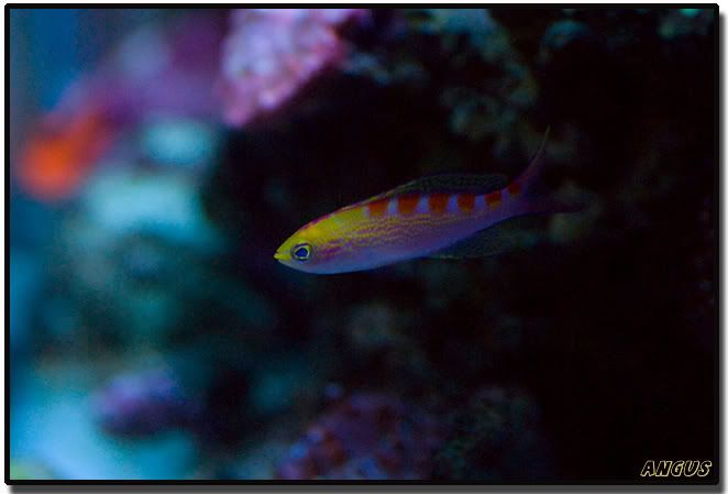 lorisanthias.jpg