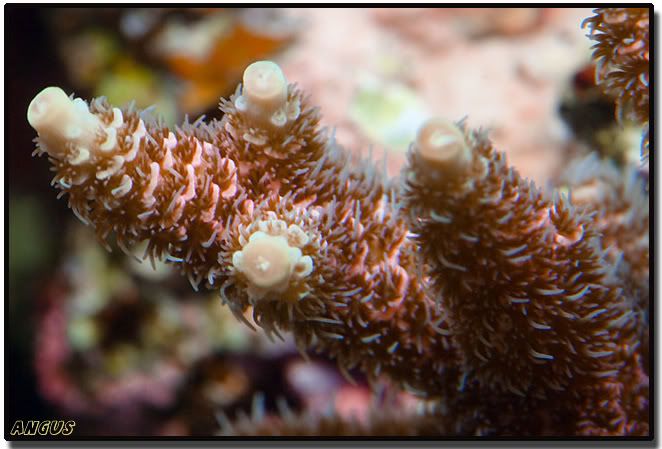 redmillepora.jpg