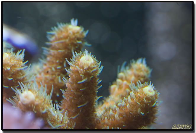 yemillepora_micro.jpg