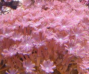 redpolyps.jpg