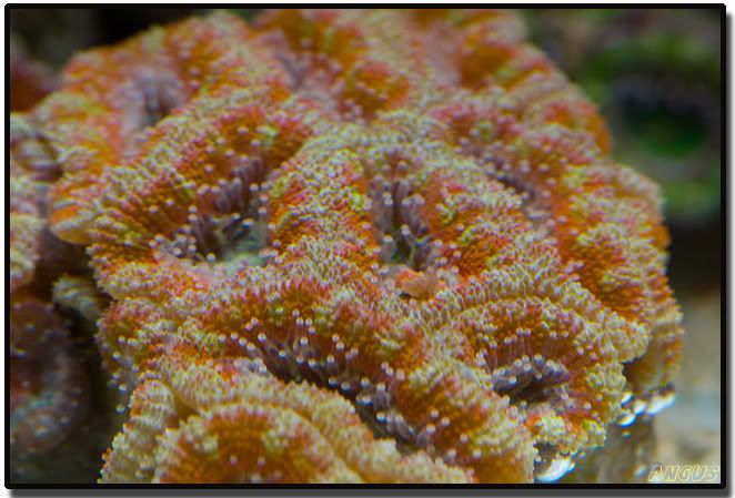 acan01.jpg