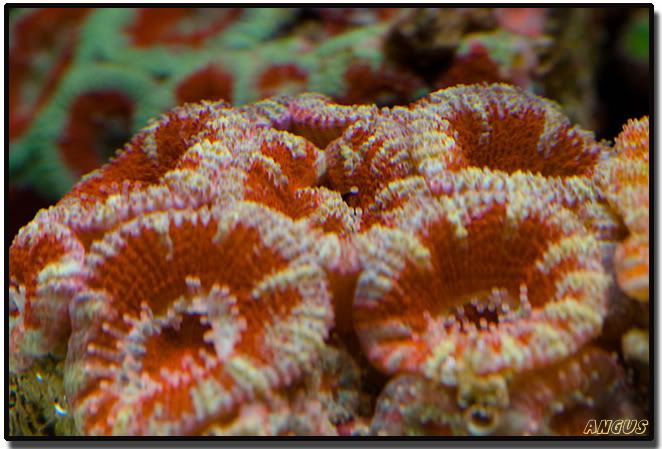 acan02.jpg