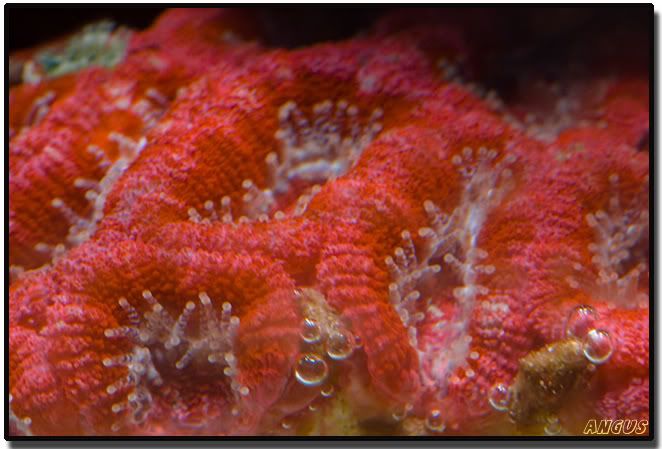 acan03.jpg