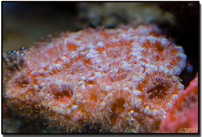 acan04.jpg