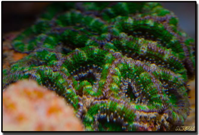 acan05.jpg