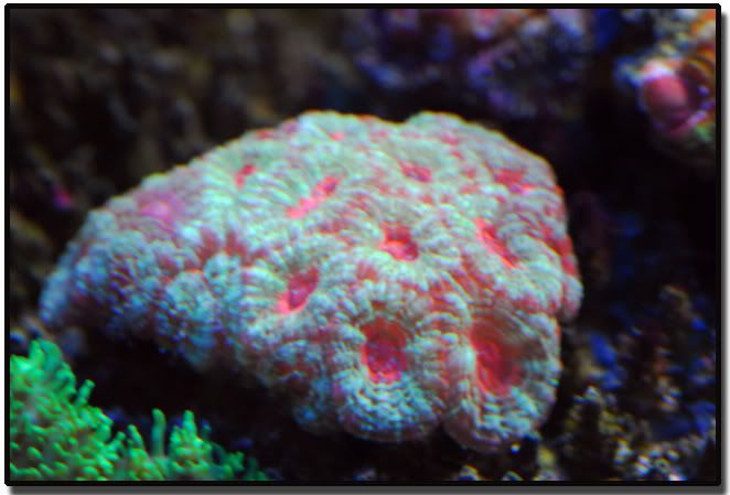 grpinkacan.jpg