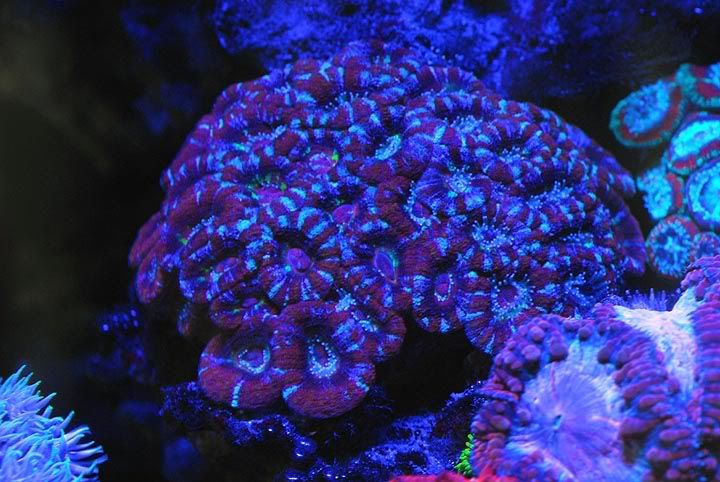 acan3.jpg