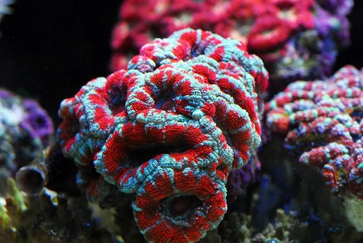 acan4.jpg