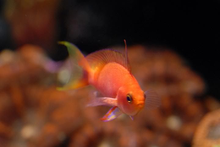 anthias.jpg