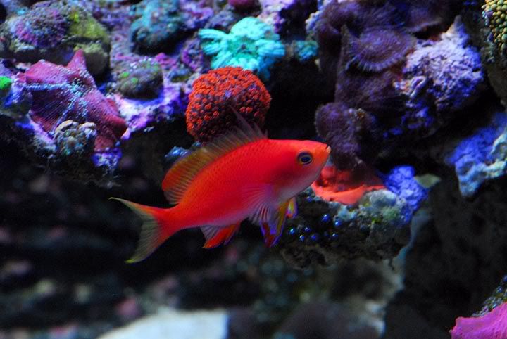 anthias1.jpg