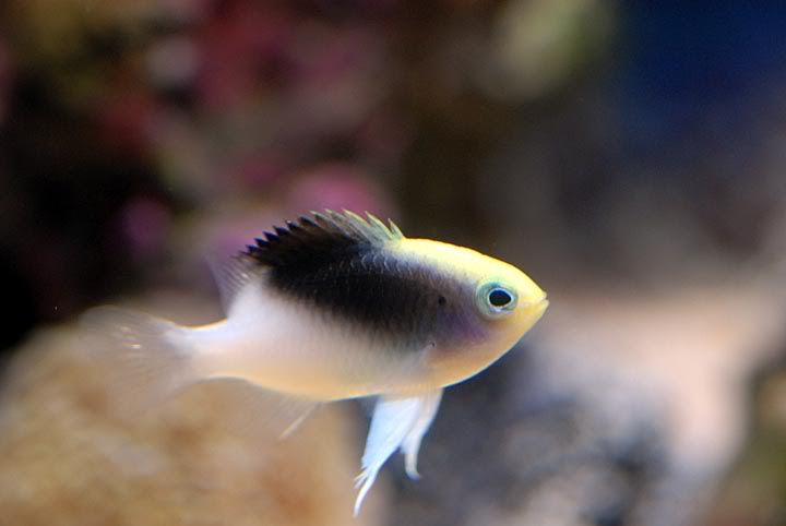 chromis.jpg