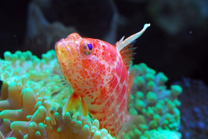 hawkfish1.jpg