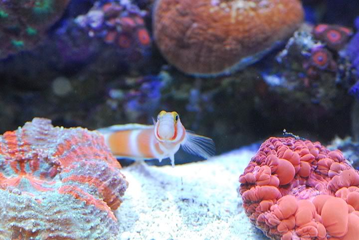 orangebandedgoby.jpg