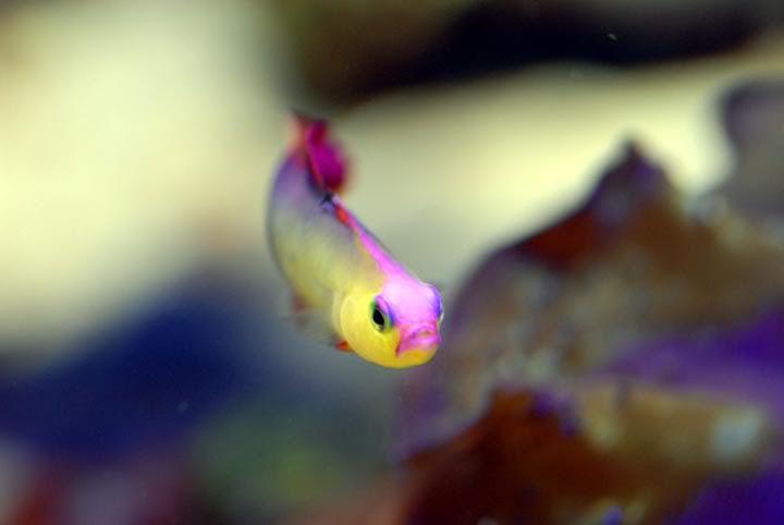 purplefirefish.jpg