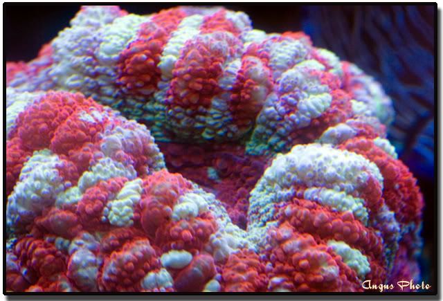 acan2macro.jpg