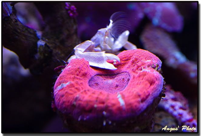 anemonecrab_maxima.jpg