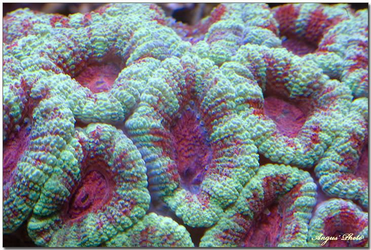 grpinkacan.jpg