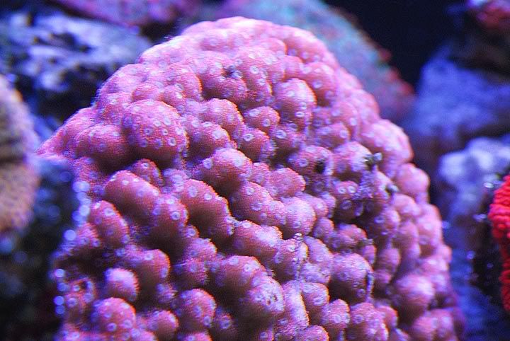 montipora070419.jpg