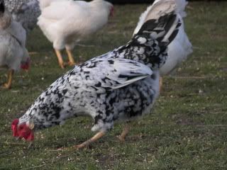 Exchequer Leghorn. photo 100_3900.jpg