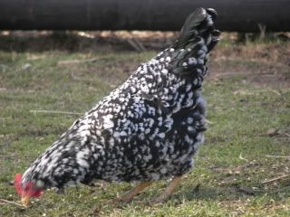 Ancona Pullet. photo 100_3902.jpg height=240