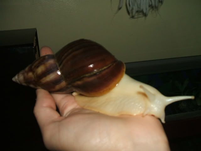 snail004-1-1.jpg