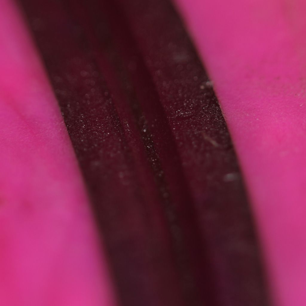 IMAGE: http://i62.photobucket.com/albums/h120/c2thew/Macro%20guessing%20game/IMG_5738.jpg