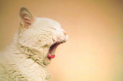 cat_yawn.png