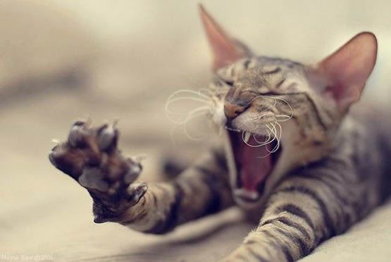 huge_yawn_cat.jpg