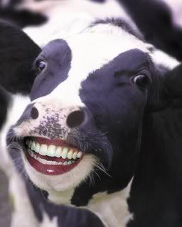 smiling cow Pictures, Images and Photos
