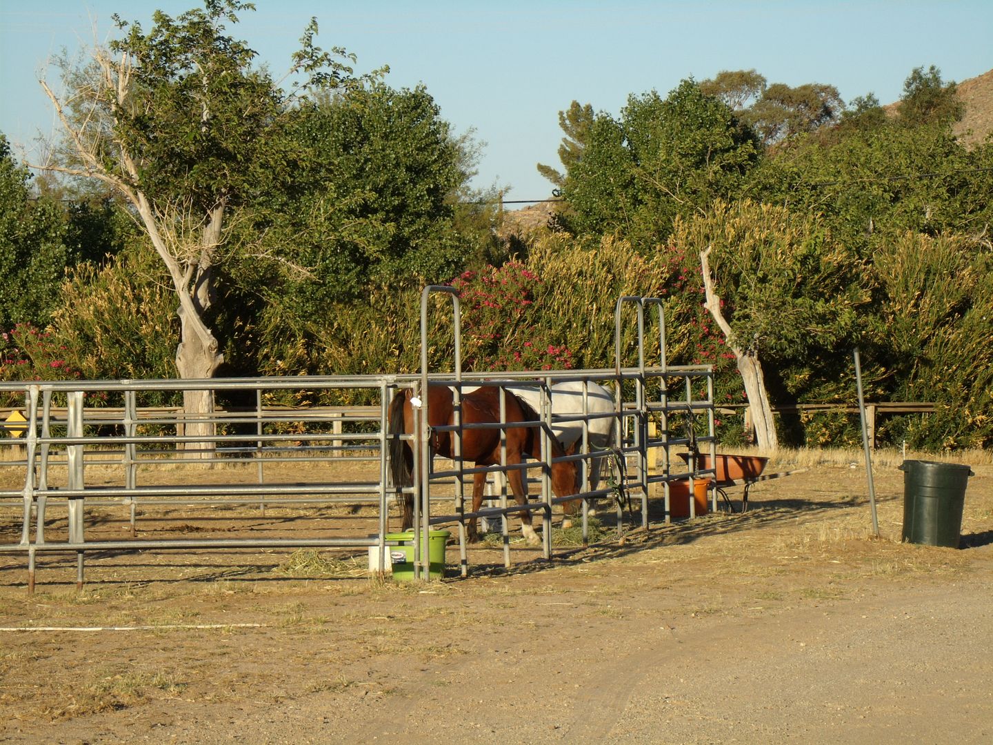 corrals at Butterfield, horses were corralled just steps away from the camp site