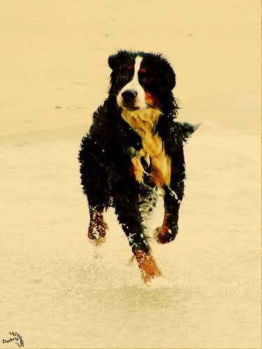 photo Fort Mahon Plage mer