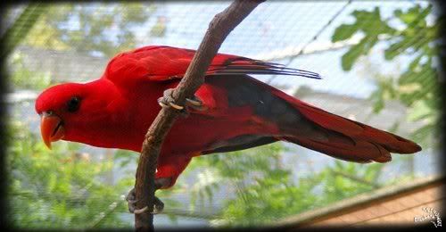 parc paradisio perruche rouge