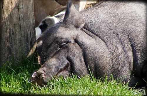 photo Parc Paradisio cochon noir