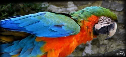 photo Parc Paradisio