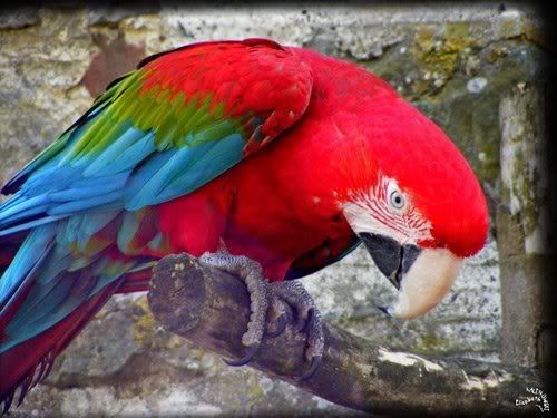 photo Parc Paradisio