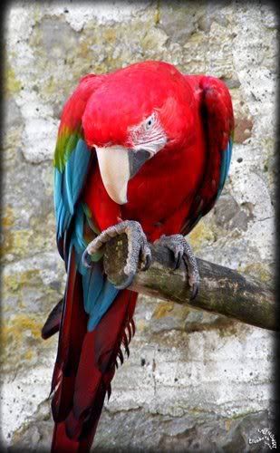 photo Parc Paradisio