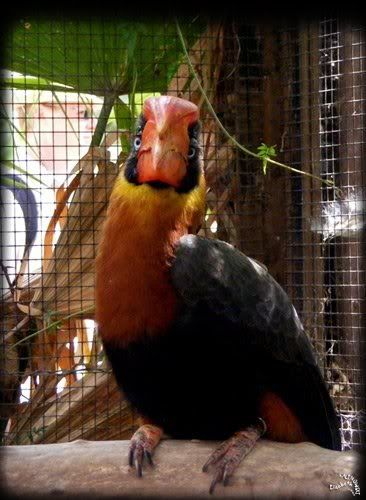 parc paradisio calao