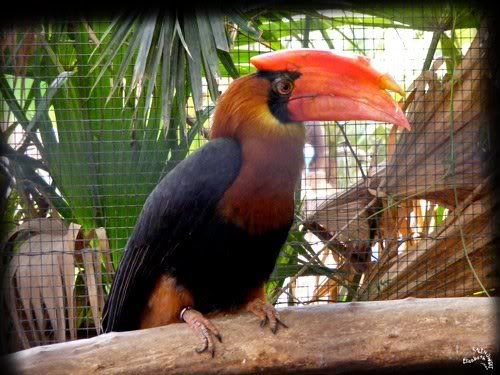 parc paradisio calao