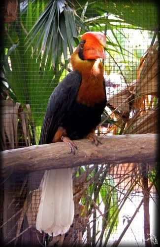 parc paradisio calao