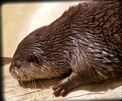 loutre asiatique parc Paradisio
