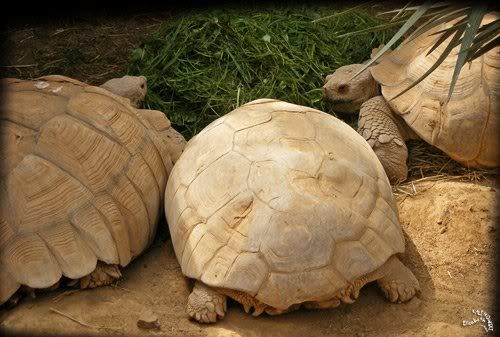Tortues Aldabra parc Paradisio