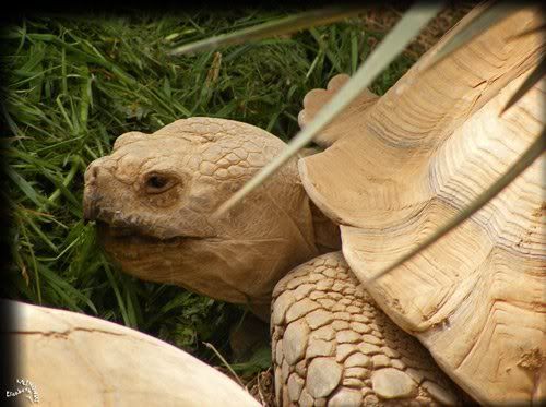 Tortue Aldabra parc Paradisio