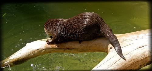 loutre asiatique parc Paradisio