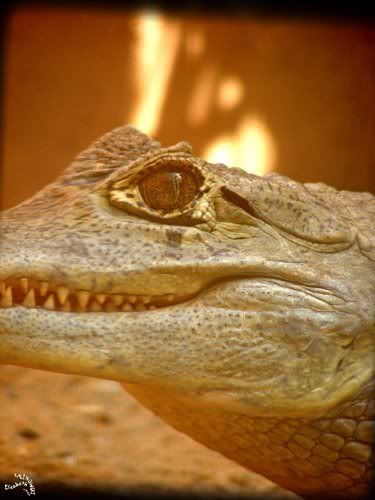 caiman parc Paradisio