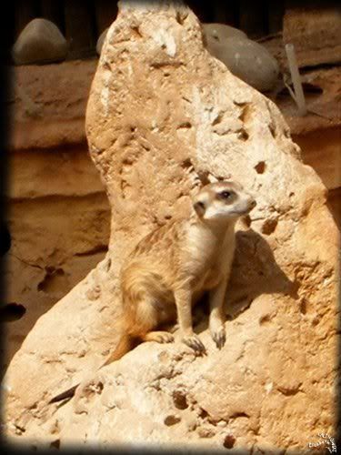 suricate parc Paradisio