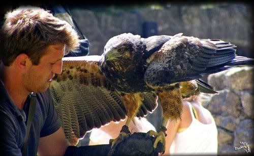 photo aigle spectable Paradisio