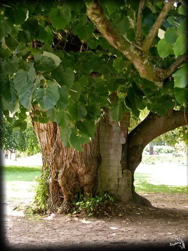 photo arbre ancien