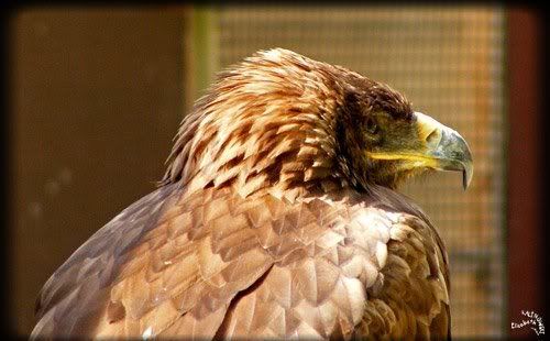 photo aigle