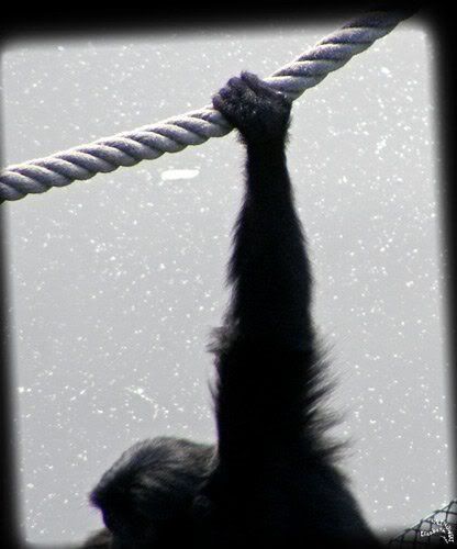 singe