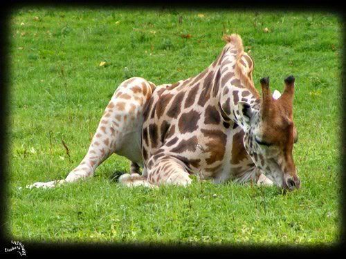 girafe